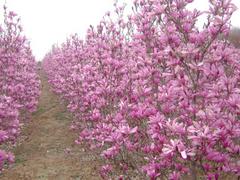 玉兰种植基地：供应山东有品质的北美玉兰