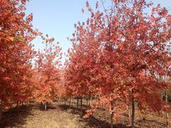 易種植的紅楓，哪里有供應(yīng)紅楓