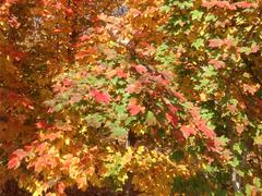 口碑好的山東北美紅楓秋日夢幻供應(yīng)商_哪里種植北美紅楓“秋日夢幻”