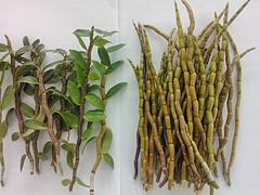 野生牌番石榴茶供應(yīng)商推薦，番石榴袋泡茶如何選擇