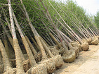龍州桂花樹_想要廣西桂花樹就來建華林苗木