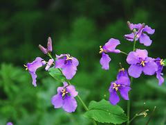 二月蘭種植基地——哪里有提供價(jià)格合理的二月蘭