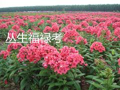 供應山東暢銷的紅葉菠菜，銀川紅葉菠菜