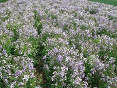 【花好月圆夜##】二月兰批发【二月兰种植基地】二月兰批发价格