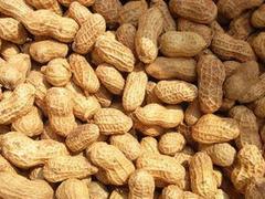 長葛天意大豆收購 哪兒有批發價格合理的大豆