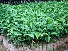 三亞沉香種植在哪里：供應海南銷量好的海南沉香苗