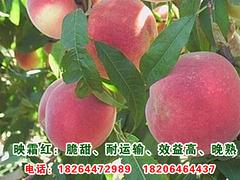 哪里能買到實惠的二老板桃苗 大量批發二老板桃樹苗