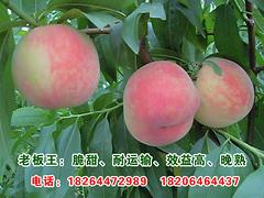【晚熟桃苗_晚熟桃苗供應_晚熟桃苗批發】圖片|價格