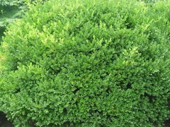濰坊宿根地被哪里有供應(yīng)——青州繡線菊