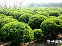 溫室大棚公司屬聚寶花卉苗木專業，溫室大棚哪家好