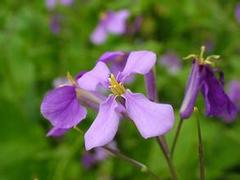 聚寶花卉苗木供應(yīng)價位合理的草花——草花供應(yīng)商