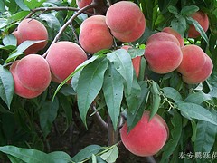 品種好的油桃桃苗優(yōu)選綠然種植養(yǎng)殖合作社：油桃桃苗出售