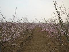 山東映霜紅桃苗_劃算的映霜紅桃苗出售