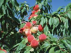 桃樹苗種植技術(shù)指導(dǎo)