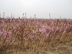 晚熟桃苗基地：質(zhì)量好的冬雪王桃苗出售