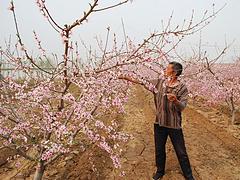 綠然種植養(yǎng)殖合作社專業(yè)供應(yīng)映霜紅桃苗——易種植的映霜紅桃