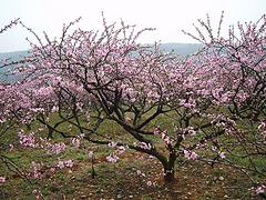 【贊】冬桃苗種植基地