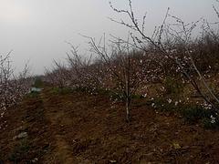 瞧！映雪紅桃樹苗【批發、價格、種植基地】—青州明建果樹