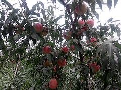 供應山東極好的映霜紅桃|中國冬桃