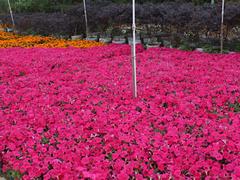 廣西規模大的盆栽花卉生產基地|南寧路邊盆栽花卉批發