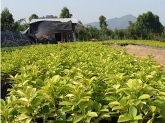 百色廣西綠化苗木_想要搶手的非洲茉莉球就來碧桂花木場