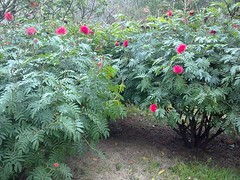 桂林小區公園綠化工程|碧桂花木場供應具有口碑的小區公園綠化工程