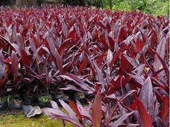 易種植的廣西紅鐵出售|廣西綠化苗木供應(yīng)基地