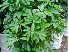 梔子花苗木找碧桂花木場|南寧苗木綠化廠家