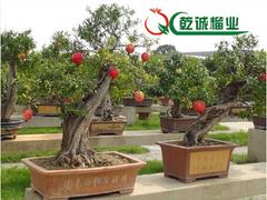 口碑好的軟籽石榴樹苗優選乾誠石榴|軟籽石榴樹苗基地
