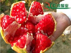 在哪能買到易成活的石榴樹苗|石榴樹苗代理加盟