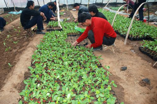 蔬菜园区设计建造*水果区设计建造*蔬菜园区设计搭建*三元朱大棚