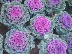 批發(fā)|專賣|供應(yīng)【垂吊矮牽?！壳嘀菔袆偌t花卉園藝場(chǎng)