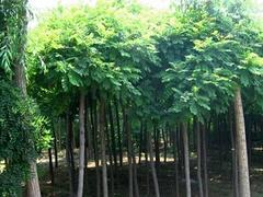紫葉李出售，想要高純度紫葉李就來勝紅花卉苗木