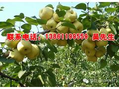 品牌好的焦溪夏黑葡萄批發市場推薦_采摘葡萄