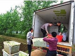 優(yōu)質(zhì)蔬菜配送上哪找|武漢專業(yè)的蔬菜配送公司