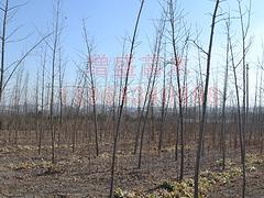 法桐基地_想要銷量好的法桐就來增盛苗木