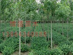 想買品種好的扶芳藤球上哪，山東扶芳藤球
