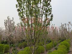 批發(fā)西府海棠，大量出售山東西府海棠