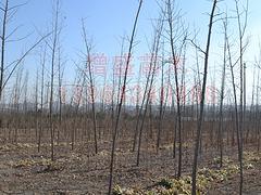 山東冬青球-冬青球種植基地-淄博增盛苗木中心