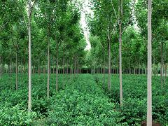 速生白蠟專業(yè)供應(yīng)商 速生白蠟種植