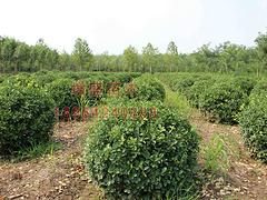 扶芳藤球種植基地_供應山東有品質的扶芳藤球