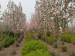 西府海棠種植基地——供應山東銷量好的山東西府海棠