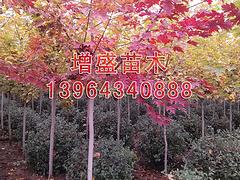 北美紅楓基地 供應山東銷量好的北美紅楓