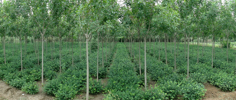 【【速生白蜡种植】【速生白蜡种植基地】【速生白蜡种植培育】】