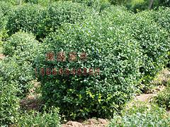 華山松價格多少錢——華山松的價格