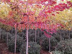 想要搶手的美國紅楓就來增盛苗木|美國紅楓批發價格