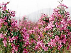 山东西府海棠种植基地|想要优质的西府海棠就来秀新花卉园艺