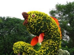 青島菊花造型，秀新花卉園藝出售新品菊花造型