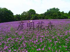 濰坊柳葉馬鞭草哪里有供應(yīng)，柳葉馬鞭草種植基地