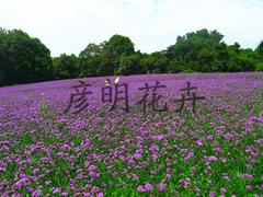 山東優惠的多色系雛菊：北京雛菊